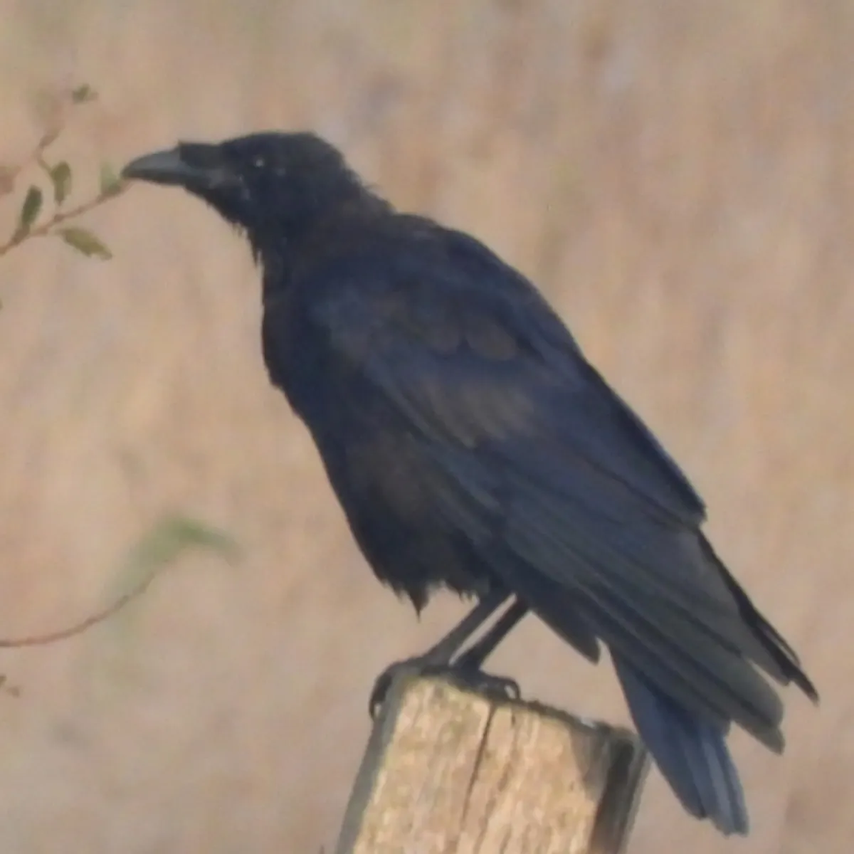 Spotted Common Raven